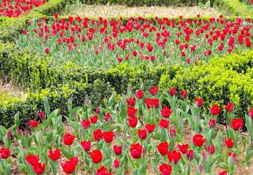 İstanbul'da Renk Cümbüşü: Lale Bayramı 11-12 Nisan'da Kutlanacak