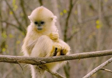 'Primatlar Dünyası', 28 Eylül Pazar 21.00'de National Geographic WILD Ekranlarında!