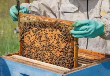 Adıyaman’da Arılı Kovan Projesi başvuruları sürüyor: Son gün yarın