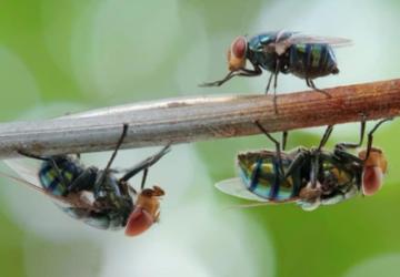 Veteriner Hekim Yıldız’dan uyarı: ‘Sinekler uykudan uyanmadan önce mücadele planları gözden geçirilmelidir’