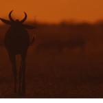 İki Bölümden Oluşan 'Mara: Yeniden Doğuş', 16 ve 23 Kasım Pazar Günleri 20.00'de National Geographic WILD Ekranlarında İzleyicilerle Buluşuyor!