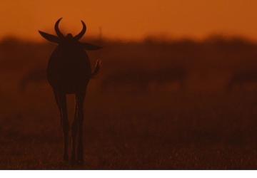 İki Bölümden Oluşan 'Mara: Yeniden Doğuş', 16 ve 23 Kasım Pazar Günleri 20.00'de National Geographic WILD Ekranlarında İzleyicilerle Buluşuyor!