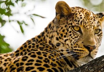 'Kalahari: Afrika'nın Gizli Çölü', 19 Nisan Pazar 20.00'de National Geographic WILD Ekranlarında İzleyicilerle Buluşuyor!