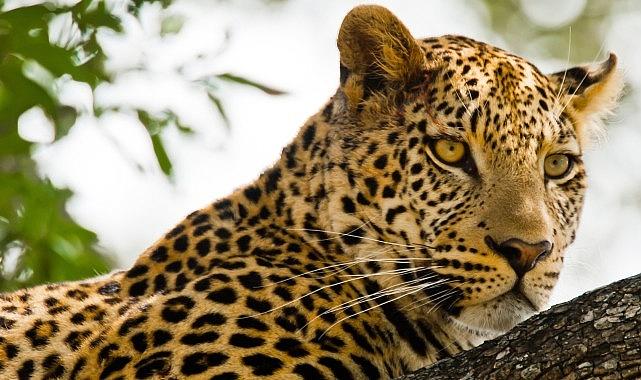 'Kalahari: Afrika'nın Gizli Çölü', 19 Nisan Pazar 20.00'de National Geographic WILD Ekranlarında İzleyicilerle Buluşuyor!