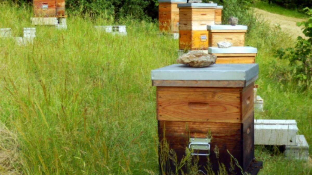 Adıyaman’da organik arısız kovan başvuruları başladı