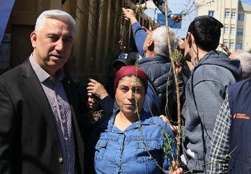 Bergama'dan Üretime Büyük Destek: Ahlat Ağaçları Aşılandı, Binlerce Fidan Dağıtıldı