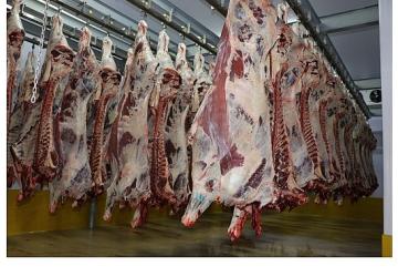 Büyükşehir Mezbahası'nda 6 bin 29 kesim yapıldı