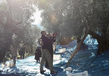 Mudanya'da Zeytin Hasadı sezonu başladı