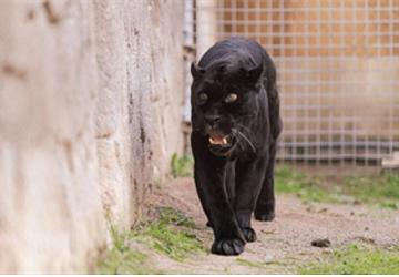 Doğal Yaşam Parkı'nın jaguarı Juliet yaşama veda etti