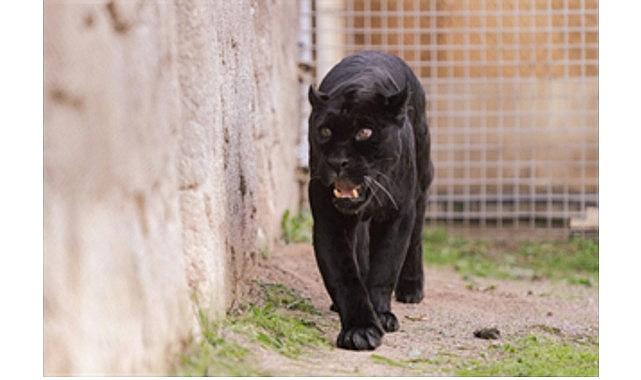 Doğal Yaşam Parkı'nın jaguarı Juliet yaşama veda etti