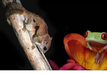 3 Bölümden Oluşan 'Doğanın En Tuhafları', 18 Ocak Pazar 20.00'de İlk İki Bölümüyle National Geographic WILD Ekranlarında!