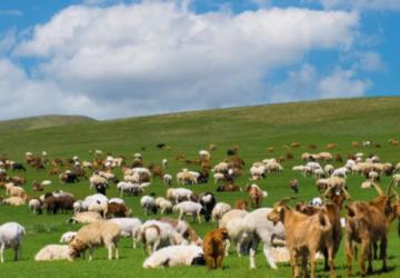 Adıyaman’da ‘Kırsalda Bereket’ projesi: 3 yılda 150 bin küçükbaş hayvan desteği verilecek - Videolu Haber