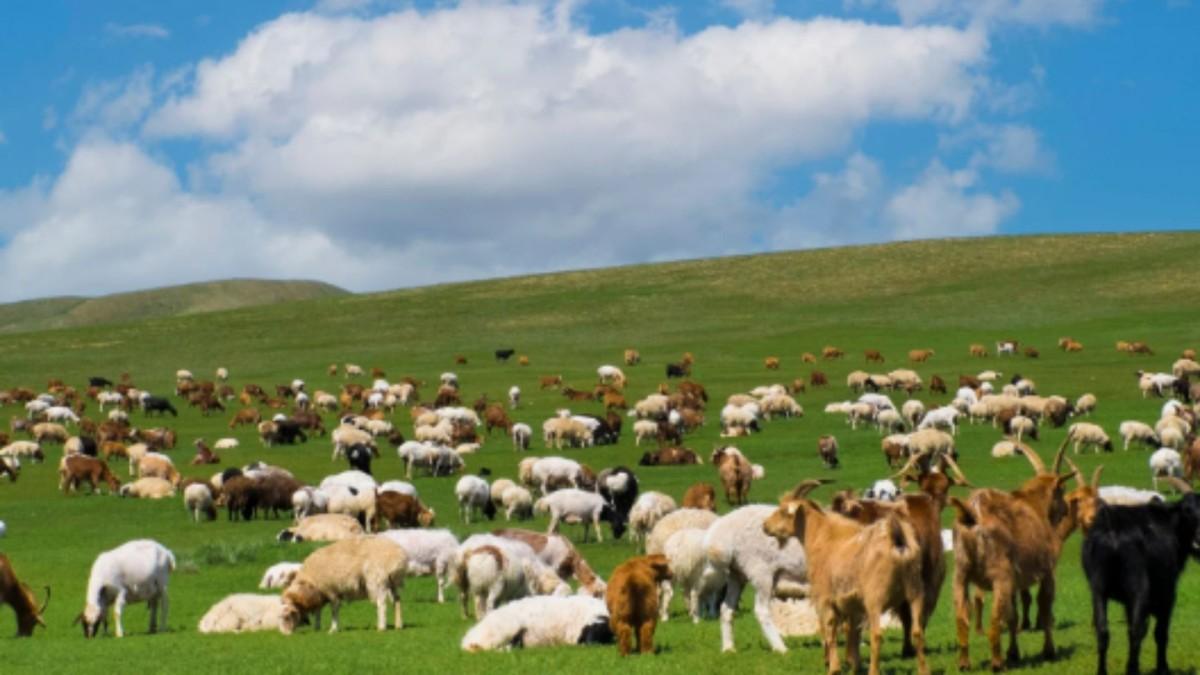 Adıyaman’da ‘Kırsalda Bereket’ projesi: 3 yılda 150 bin küçükbaş hayvan desteği verilecek - Videolu Haber