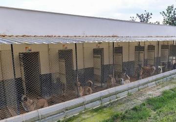 Yenişehir'de patili dostlara 5 yıldızlı hizmet