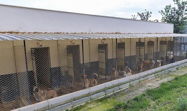 Yenişehir'de patili dostlara 5 yıldızlı hizmet