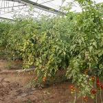 Büyükşehir Belediyesi Aksulu çiftçilerin yanında