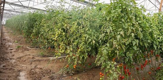 Büyükşehir Belediyesi Aksulu çiftçilerin yanında