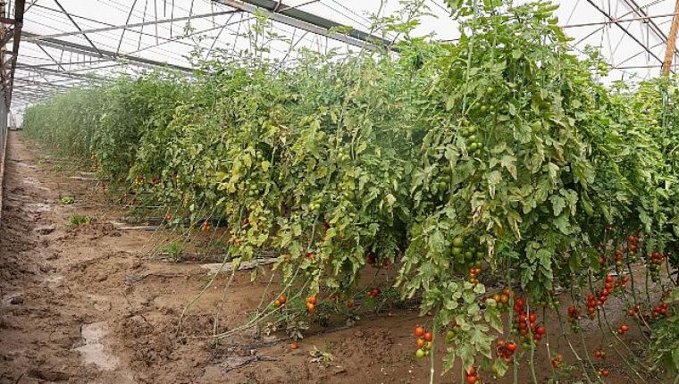 Büyükşehir Belediyesi Aksulu çiftçilerin yanında