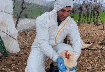 Adıyaman’da kanatlı hayvanlarda kuş gribi izleme çalışmaları devam ediyor