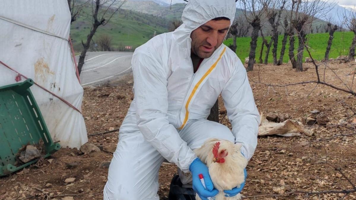 Adıyaman’da kanatlı hayvanlarda kuş gribi izleme çalışmaları devam ediyor