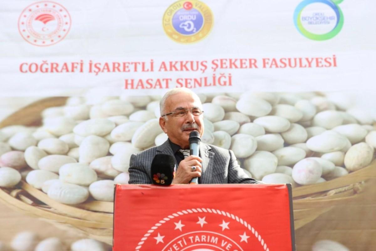Akkuş Fasulyesinde Hasat Başladı Akkuş Fasulyesinde Hasat Başladı