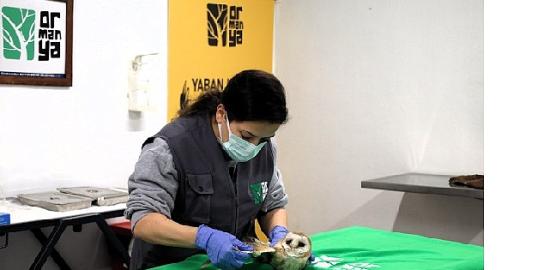 Bu merkez yaban hayvanlarına umut oluyor