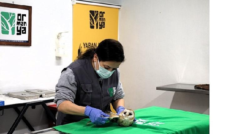 Bu merkez yaban hayvanlarına umut oluyor