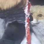 Adıyaman’da Rezip Köyü sakini, kar yağışı sonrası kapıya gelen tilkiyi besledi - Videolu Haber