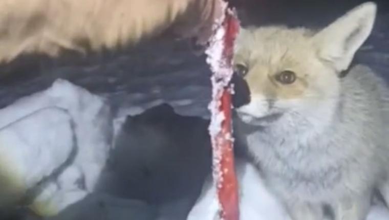 Adıyaman’da Rezip Köyü sakini, kar yağışı sonrası kapıya gelen tilkiyi besledi - Videolu Haber