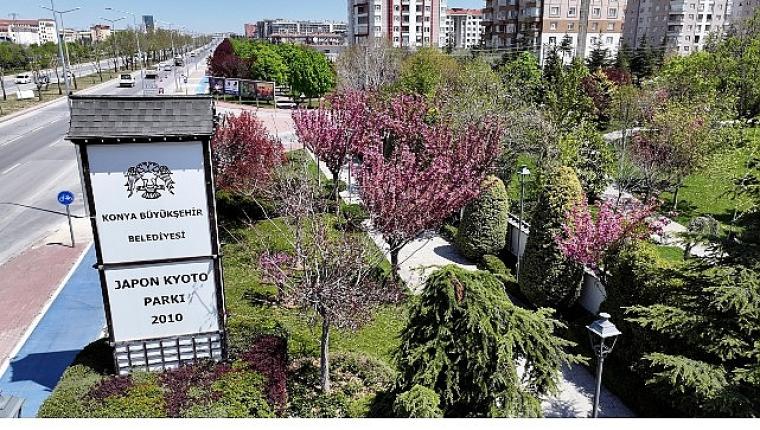 Sakuralar İçin Japonya'ya Gitmenize Gerek Yok; Konya'da Sakura Mevsimi Başladı