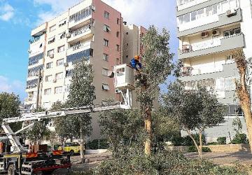 Buca'da budama seferberliği