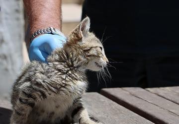 Maltepe'de “can dostlar" güvende