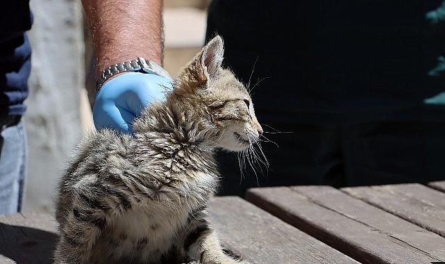 Maltepe'de “can dostlar" güvende