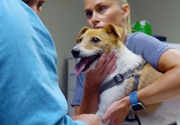 'Heartland Veterinerleri: Pati ve Pençe', 3 Kasım Pazartesi 21.00'de National Geographic WILD Ekranlarında İzleyicilerle Buluşuyor!