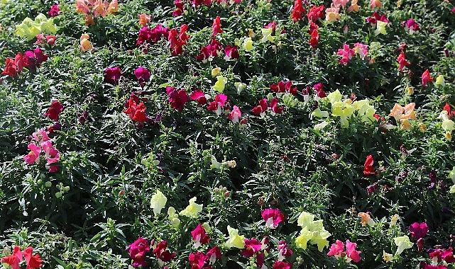 Antalya'da 4 milyon çiçek toprakla buluşuyor