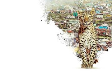 Nilgiri Dağlarını Keşfe Çıkaran 'Nilgiris: Mavi Dağların Hikayesi', 22 Nisan Çarşamba 20.00'de National Geographic WILD Ekranlarında!