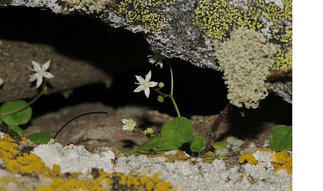 İzmir'de Yeni Bitki Türü Keşfedildi