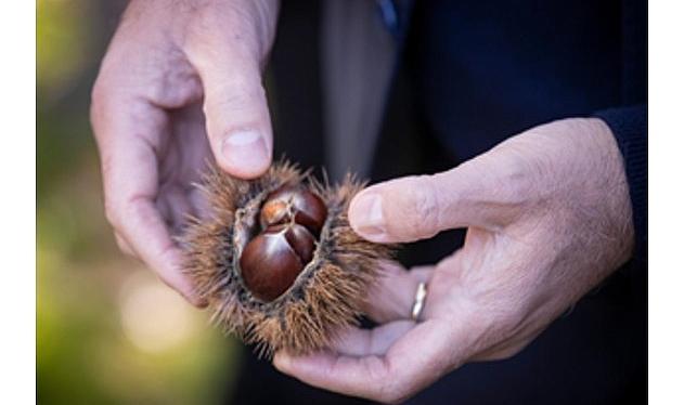 Başkan Tugay Beydağ'da kestane üreticileri ile bir araya geldi