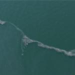 Körfez'de 12. kez dış kaynaklı kirlilik tespit edildi