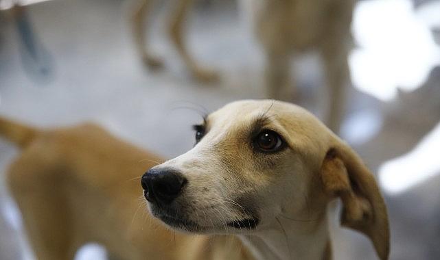 Büyükşehir'den Petshop sahiplerine ücretsiz eğitim