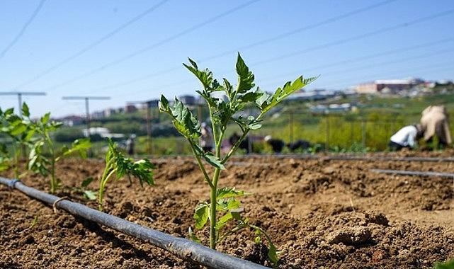 Yaşam Bahçesi'nde Yazlık Fideler Toprakla Buluştu