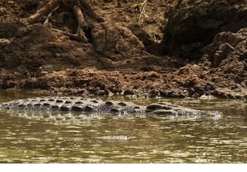 'Timsah Savaşları: Grumeti ve Mara', 26 Ekim Pazar 20.00'de National Geographic WILD Ekranlarında!
