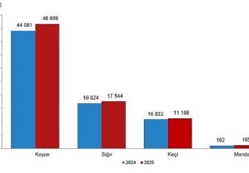 Hayvansal Üretim İstatistikleri, 2025