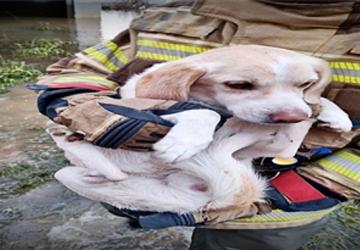 İzmir İtfaiyesi tüm canlıların imdadına yetişiyor