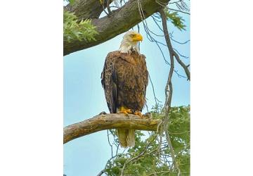 Amerika'da Bir Seferihisarlıdan Doğa Gururu: Kar Baykuşunu Fotoğraflamayı Başardı