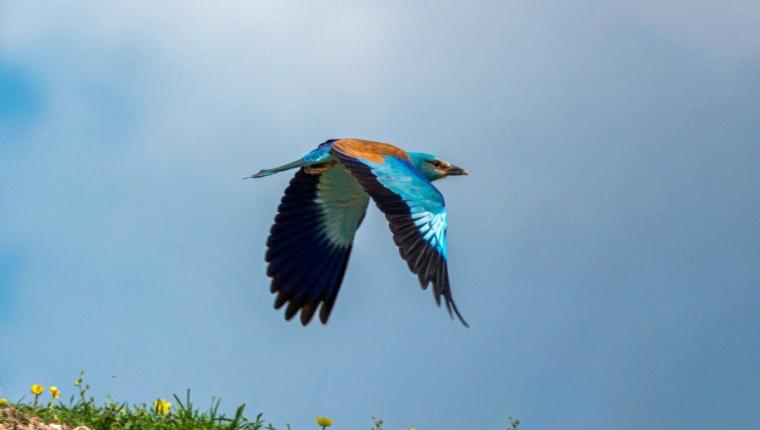 Doğanın En Renkli Misafirlerinden Biri Adıyaman’da Görüntülendi