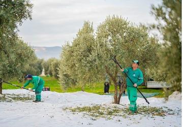Milas Belediyesi Zeytin Hasadına Başladı