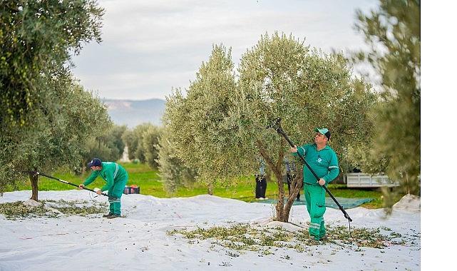 Milas Belediyesi Zeytin Hasadına Başladı