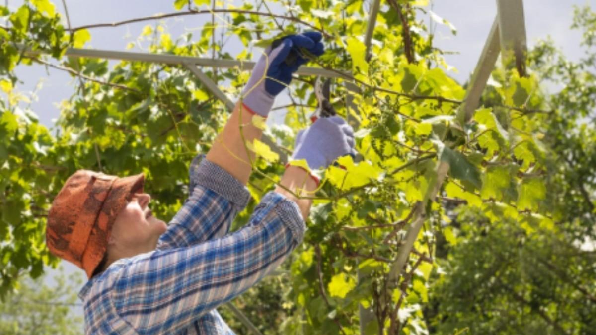 Adıyaman’da Alet, Ekipman ve Makine Dağıtım Töreni düzenlenecek