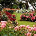 Yılbaşı hareketliliği çiçek sektörünü canlandırdı: 35 ülkeye 12 milyon dolarlık ihracat